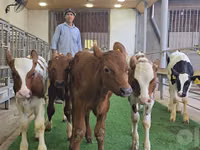 Bull, Cattle — photo 8