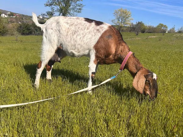 Goat, Nubian Goat — Moldova