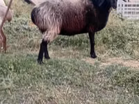 Ido, Sheep — sawirka 2