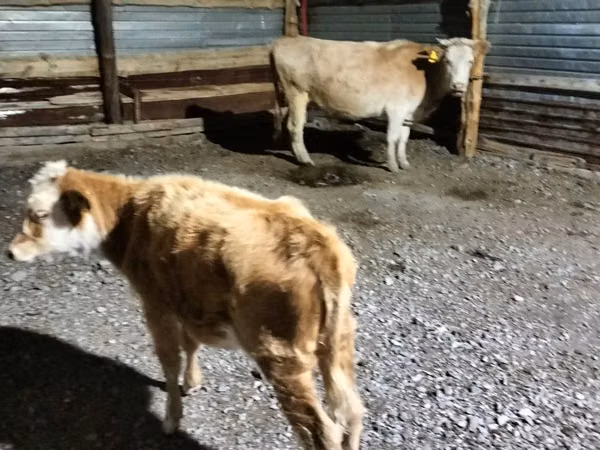 Гов, Latvian Blue cattle — Қазоқистон