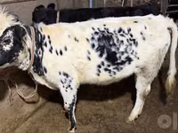 Կով, Russian Black pied cattle — լուսանկար 6