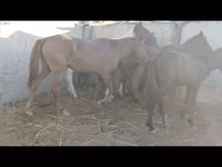 Jument, Chevaux — photo 3