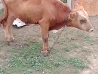 گاو نر, Simmental cattle — عکس 7