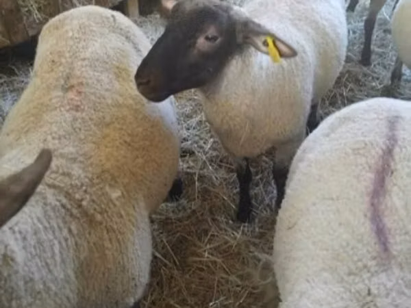 Brebis, Moutons