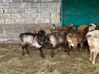 公羊, Sheep — 照片 4