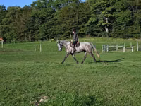 Horse (M), Horses — photo 4
