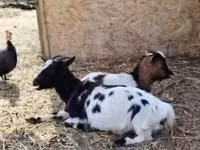 بز ماده, Nigerian dwarf goats — عکس 1