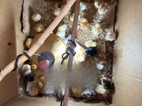 Turkeys — الصورة 2