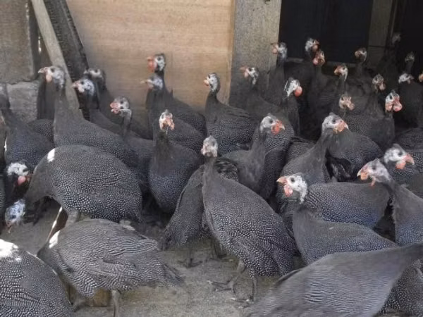 Guinea fowl — Ungarn
