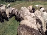 Sheep, Sheep — photo 4