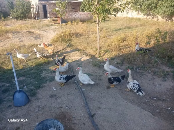 Ducks — Azerbaïdjan
