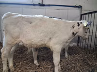 Bulle, Russian Black pied cattle — Foto 2