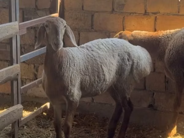 Sheep, Arashan sheep — Kyrgyzstan