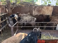 Koyun, Rhon sheep — foto 8
