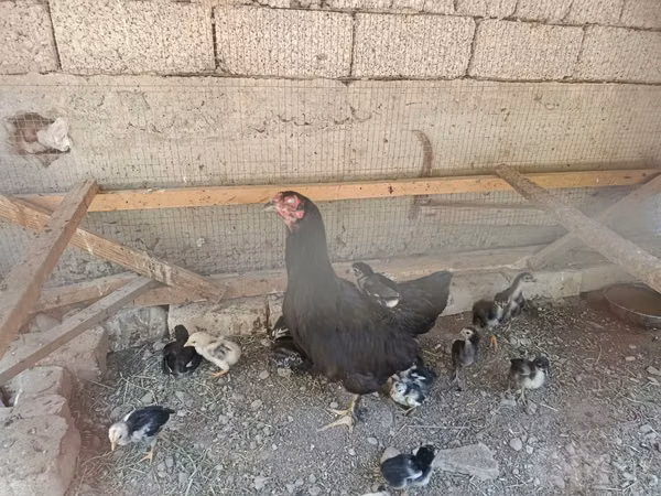Chickens — Uzbekistan