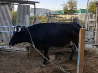 Cow, Cattle — photo 3