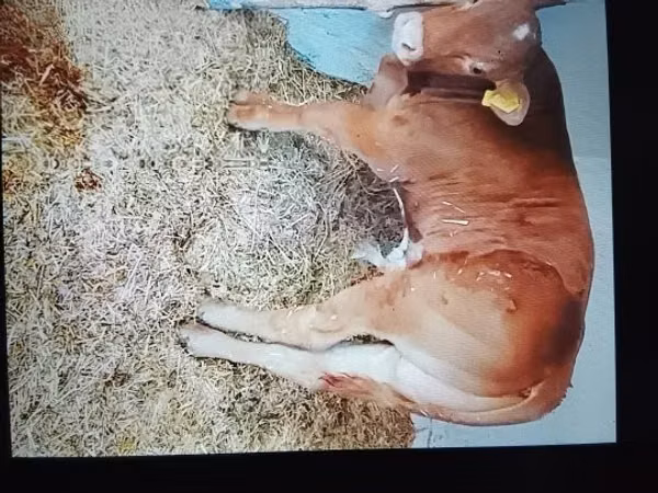 Stier, Runderen