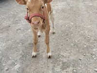 Vacă, Vaca roșie fără coarne — foto 3