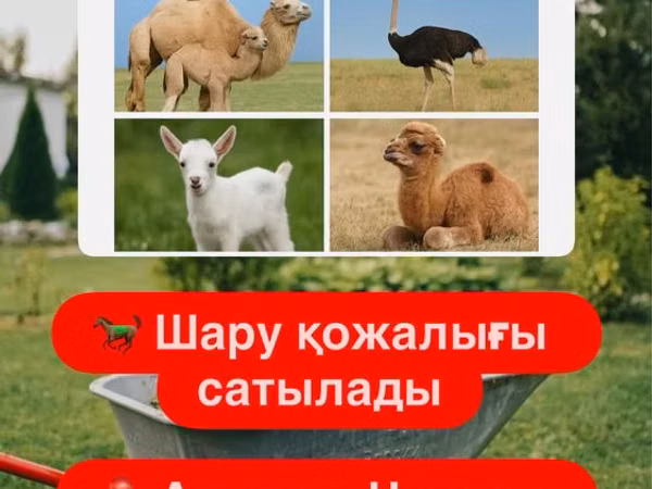 Mare, Horses — Kazakhstan