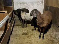 Ram, Schapen — foto 3