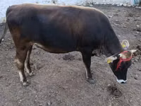 Banteng, Alatau breed — foto 5