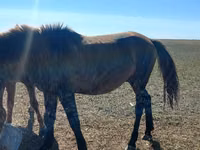 Kuda betina, Kazakh horse — foto 1