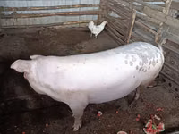 Sow, Pigs — photo 4
