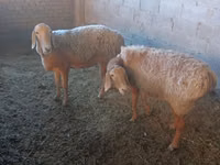 Sheep, Arashan sheep — photo 3