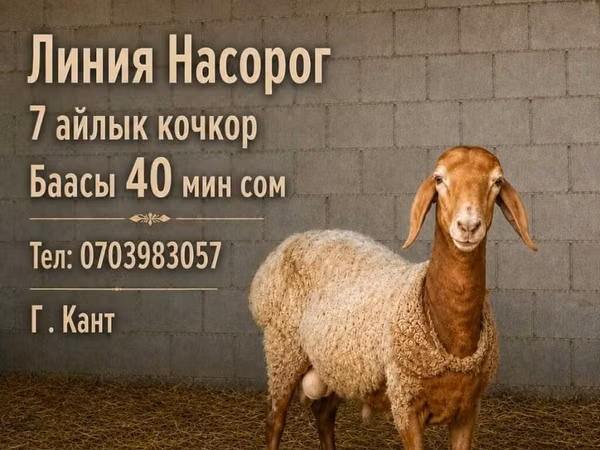 Ram, Rhon sheep — Kyrgyzstan