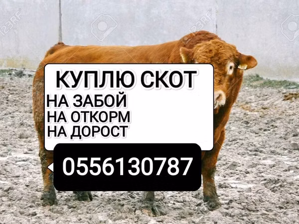 Bò đực, Gia súc — Kyrgyzstan
