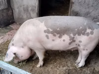 Sow, Pigs — photo 1