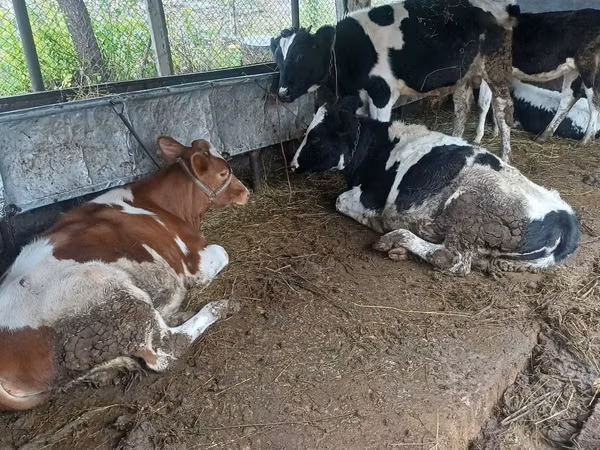 Cow, Cattle