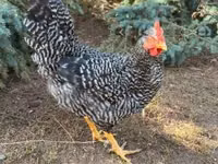 Chickens — ፎቶ 3