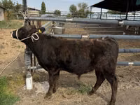 Bull, Aberdeen-Angus — photo 1