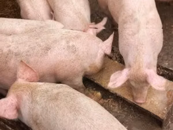 Vepar, Свиње