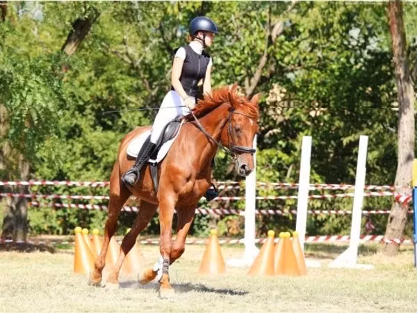 Horse (M), Oldenburg horse