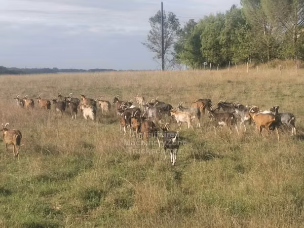 Kozy (šarže, pohlaví neuvedeno), Kozy