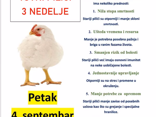 Chickens — Сербія