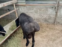 Kambing jantan, Arashan sheep — foto 3