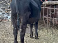 Bull, Aberdeen-Angus — photo 1
