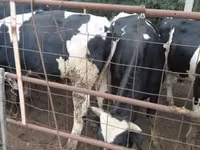 Dibi, Russian Black pied cattle — sawirka 5
