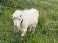 Бузғола, LaMancha goats — акс 1