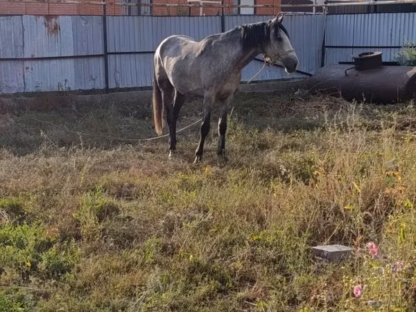 Horse (M), Orlov Trotter