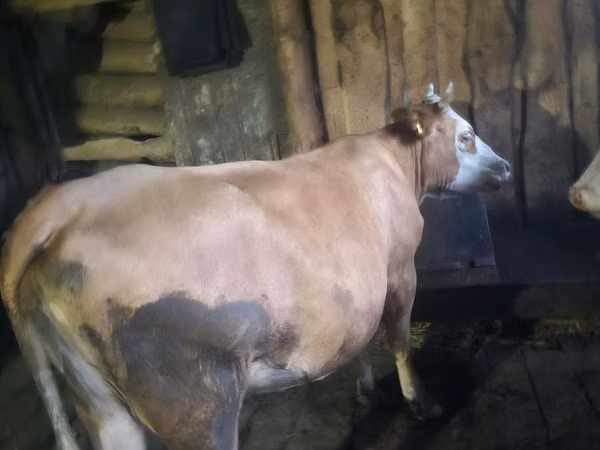 Cow, Cattle — Kazakhstan