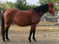 Mare, Horses — photo 3
