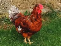 Chickens — ảnh 3