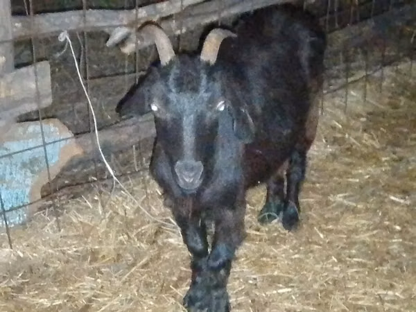Cabra, Saanen goat
