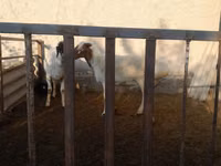 Billy Goat, Goats — photo 2