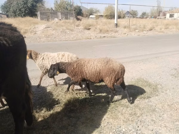 Ram, Sheep — Kazakhstan