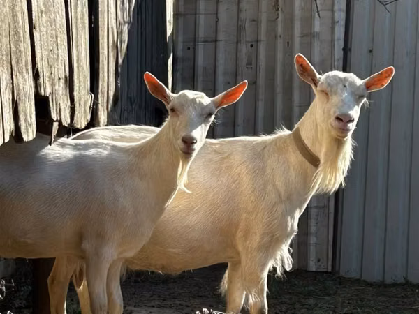 بز ماده, Saanen goat — قزاقستان